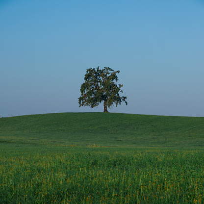Lonesome green tree on grass hill in Bavaria, blue sky, Germany