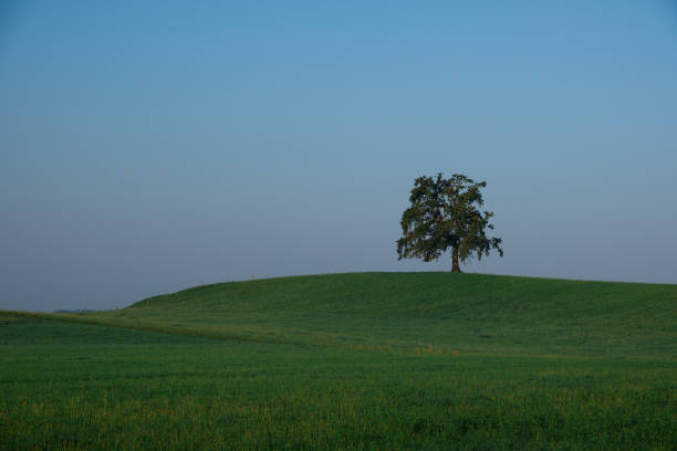 Lonesome green tree on grass hill in Bavaria, blue sky, Germany