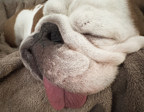 Close-up of a Bulldog sleeping with the tongue out!