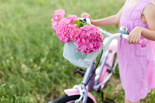 Pink hydrangea flowers in bicycle basket. Child girl is riding on lilac bike with bouquet at summer. Kid is wearing in romantic dress.