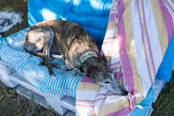 Whippet beim RennenWhippet running