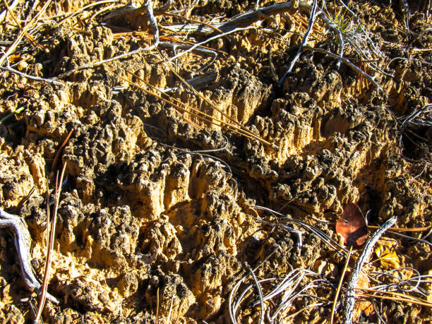 vista ravvicinata della tessitura nodosa di una crosta di terreno vivente - microbiotic foto e immagini stock