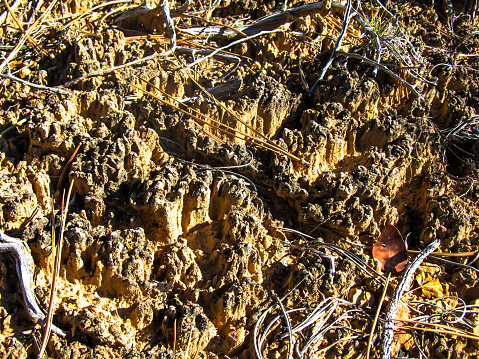 Close-up view of the knobbly texture of a living soil crust in the red canyon in Utah. Biosoil is a rare highly endangered fragile cyanobacteria crust which form in the arid regions of south-west USA