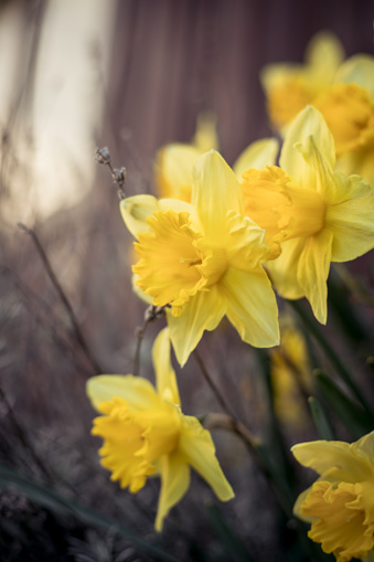 Yellow narcissus blossom with soft gentle wood background.