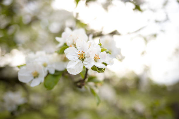 White blossom in spring with bokeh background and closeup