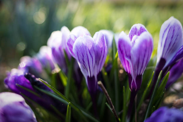 Colorful crocus vernus with soft blurry background