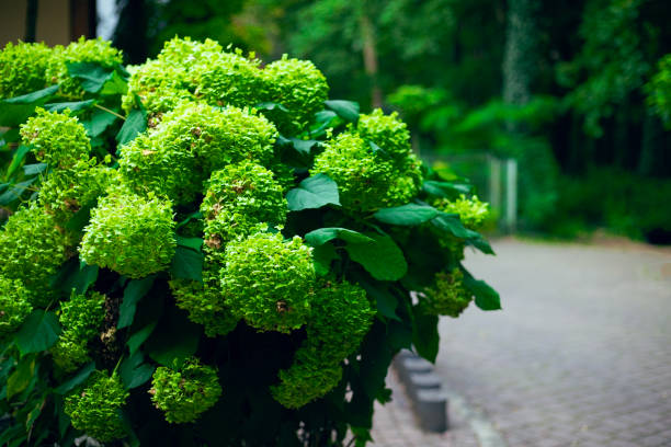 Hydrangea arborescens grows and blooms in park in autumn