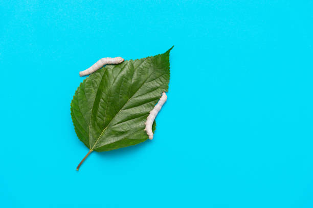 Caterpillar on Leaf, Leaf-eating Larva