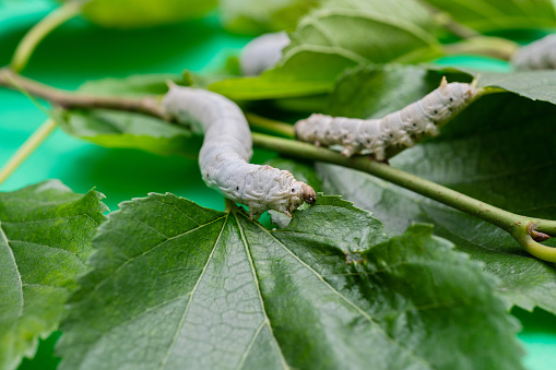 Group of silkworms eating mulberry leaves.