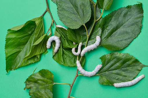 Group of silkworms eating mulberry leaves.