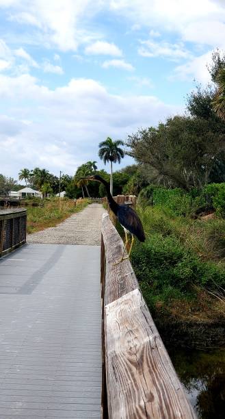 istock 2023 Birds of Florida 1904928590