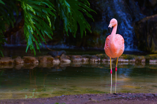 Close-up of a graceful pink flamingo in its natural habitat.
