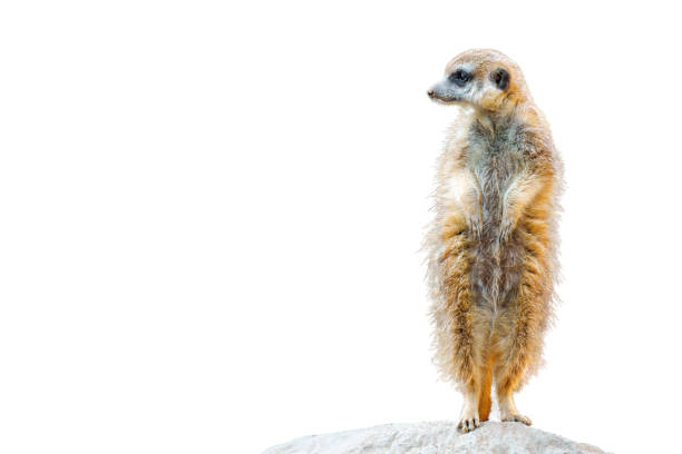 istock Alert Meerkat on a Rock Isolated on White 1904932722