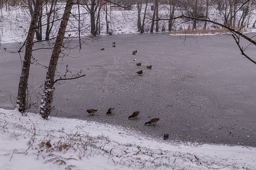 Kyiv, Ukraine - January 3, 2024: The city is covered in snow. the lake is frozen and ducks are sitting on the ice. people feed them there.