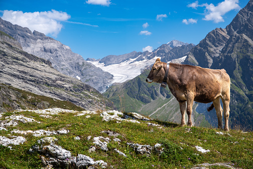 Cow Alps Switzerland. High quality photo