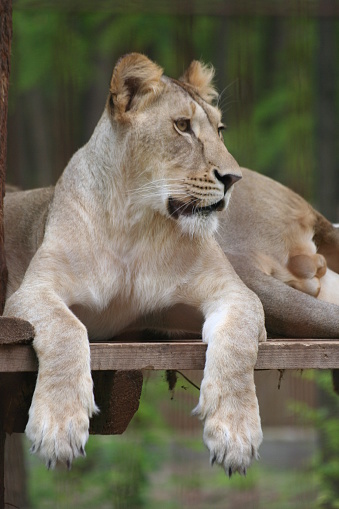 Female white lion