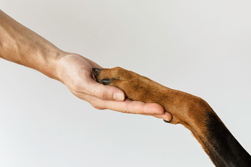 Side view of unrecognizable persons hand is holding Doberman pinscher dogs paw  on white background.