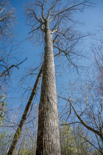 istock Southern state wetland on a sunny day in early spring 1904997815