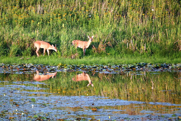 istock Two Fawns by the Pond 1904998354