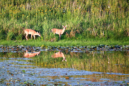 White-tailed deer at sunset by the pond.