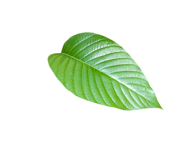 istock Camptotheca acuminata, happy tree or cancer tree 1904998374