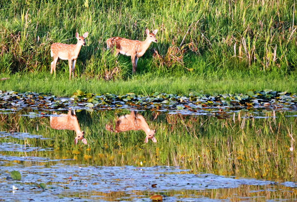 istock Two Fawns at Sunset 1905001543