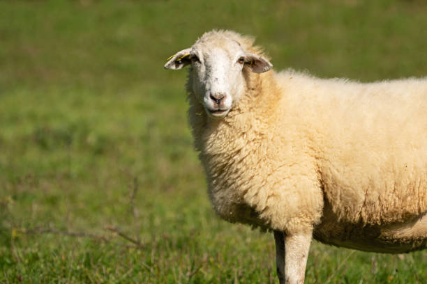 istock Portrait of a sheep 1905003096