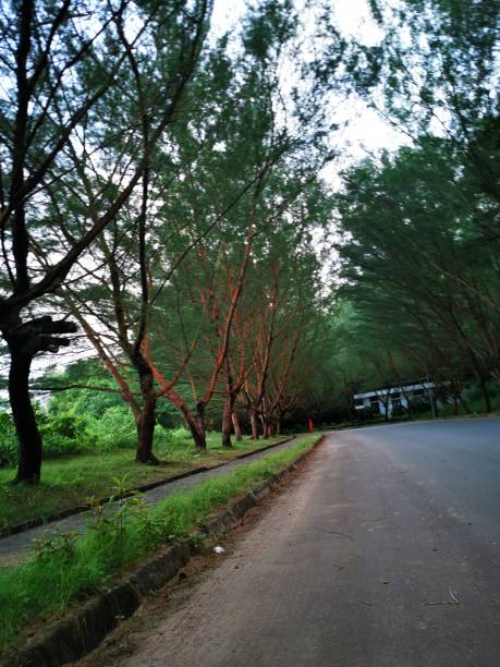 istock Rows of trees planted along the side of the road 1905007700