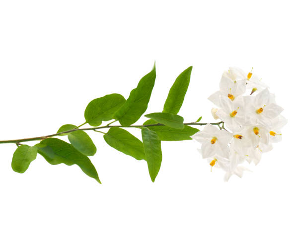 istock Potato vine plant isolated on white background, Solanum laxum 1905009775