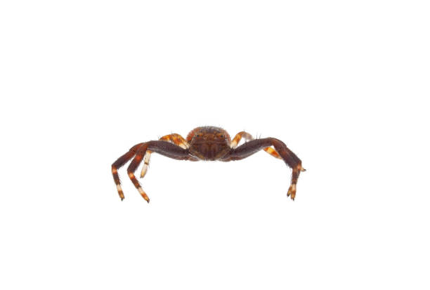 istock Napoleon spider isolated on white background, Synema globosum 1905010305