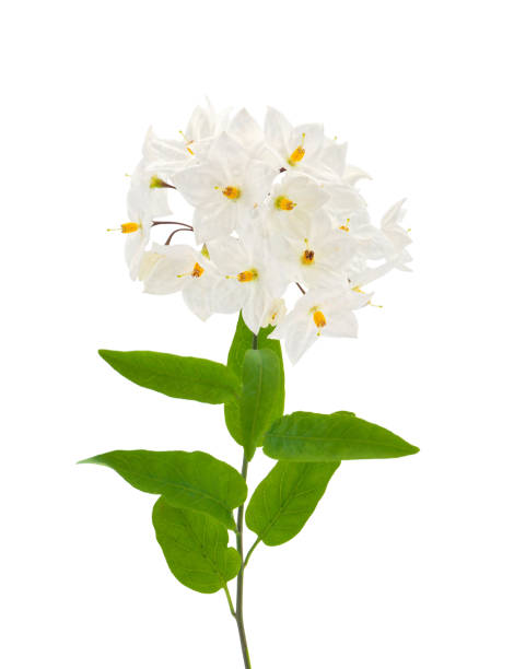 istock Potato vine flowers isolated on white background, Solanum laxum 1905011870