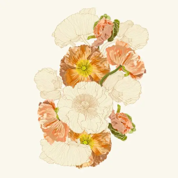 Vector illustration of Bouquets of orange colorful and beige line poppy flowers isolated on a white background.