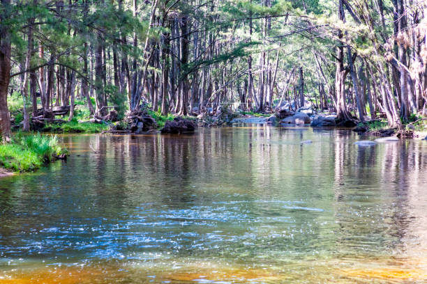 istock The Coxs River flowing through a forest in regional Australia 1905048166