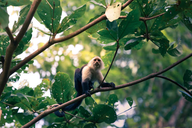 istock Monkey (sapajou/capucin) in rainforest of Costa Rica 1905053565