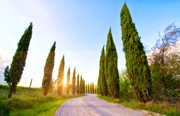 istock Country Road in a Springtime Sunny Day. 1905057689