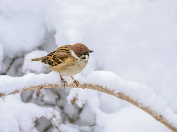 istock Sparrow sitting on a snow covered bush 1905063647