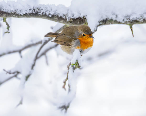 istock Robin bird sitting on a snow covered bush 1905064204