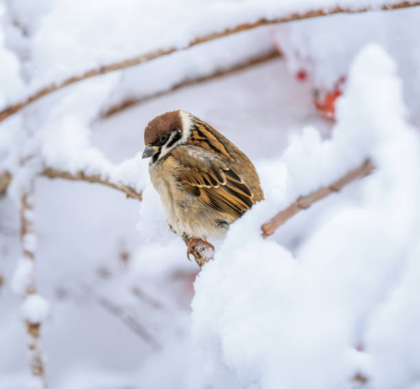 istock Sparrow sitting on a snow covered bush 1905065317