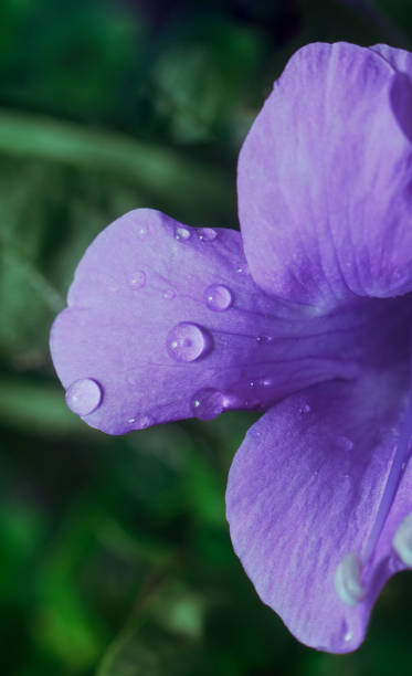 istock Water Dew Drop on a Fresh Flower Petal 1905072369