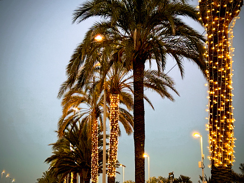 Palm trees decorated with Christmas lights near the beach