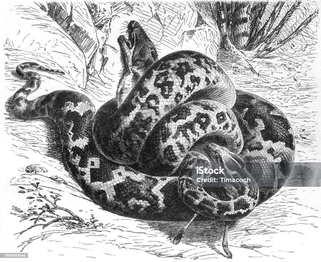 Tiger Snake Indian Python Python Molurus Old Vintage Illustration 1897 ...