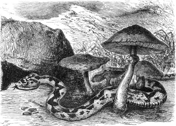 обыкновенная гадюка, pelias berus, старая винтажная иллюстрация, 1897 - european adder illustrations stock illustrations