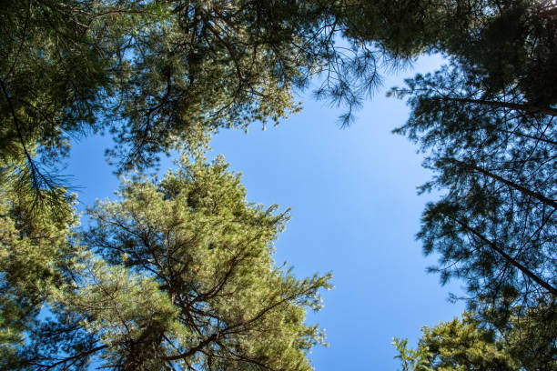 istock Background picture of green tree and blue sky 1905119903