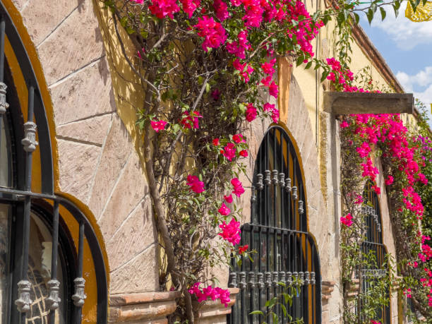 istock Colorful Architecture with Pink Bougainvillea and Windows 1905137014