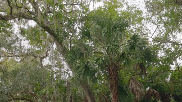 Spanish Moss - Florida Palm Tree