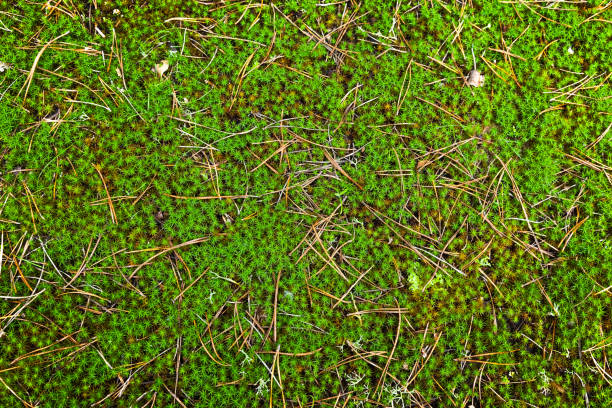 istock Lawn with green forest moss, close-up. 1905152244