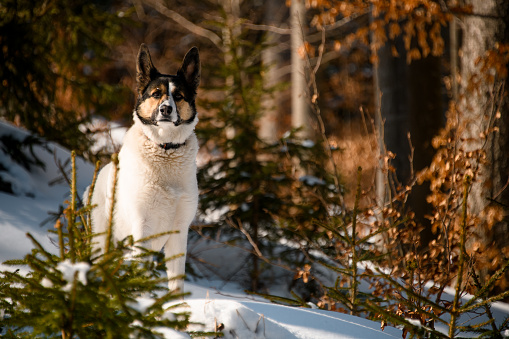 Beautiful portrait of mixed breed dog Laika, standing on snow in winter forest. Evergreen fir trees on background.