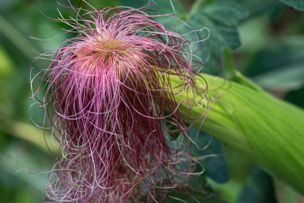 Cob plant with purple wig flower