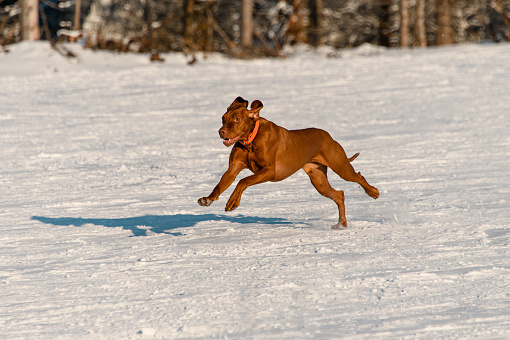 Muscular colored dog running through the snow towards the camera on a sunny winter day. Funny pets, family friends
