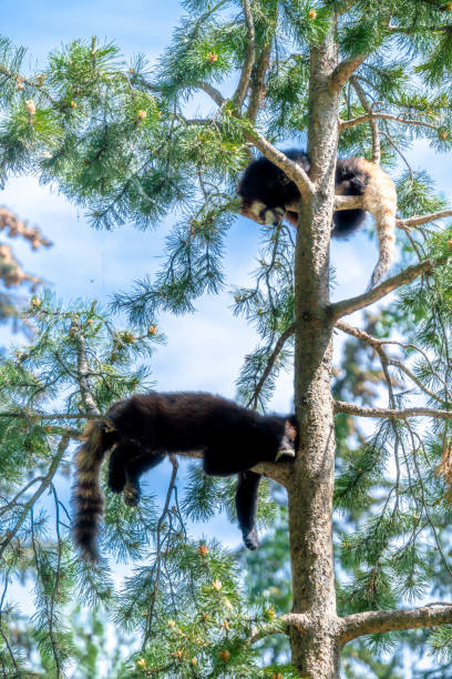 Red panda taking a nap at Calgary Zoo.